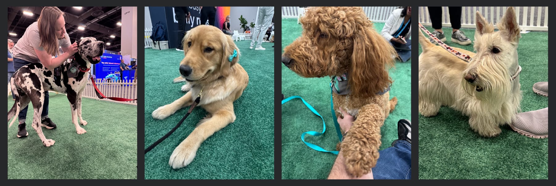 Reporting from Vegas: Networking, AI, and good boys